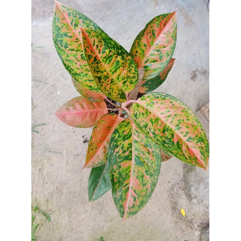 aglaonema big roy aglaonema bigroy