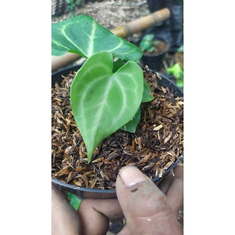 anthurium clarinervium - anthurium kuping gajah karet - bibit anthurium clarinervium - clarinervium