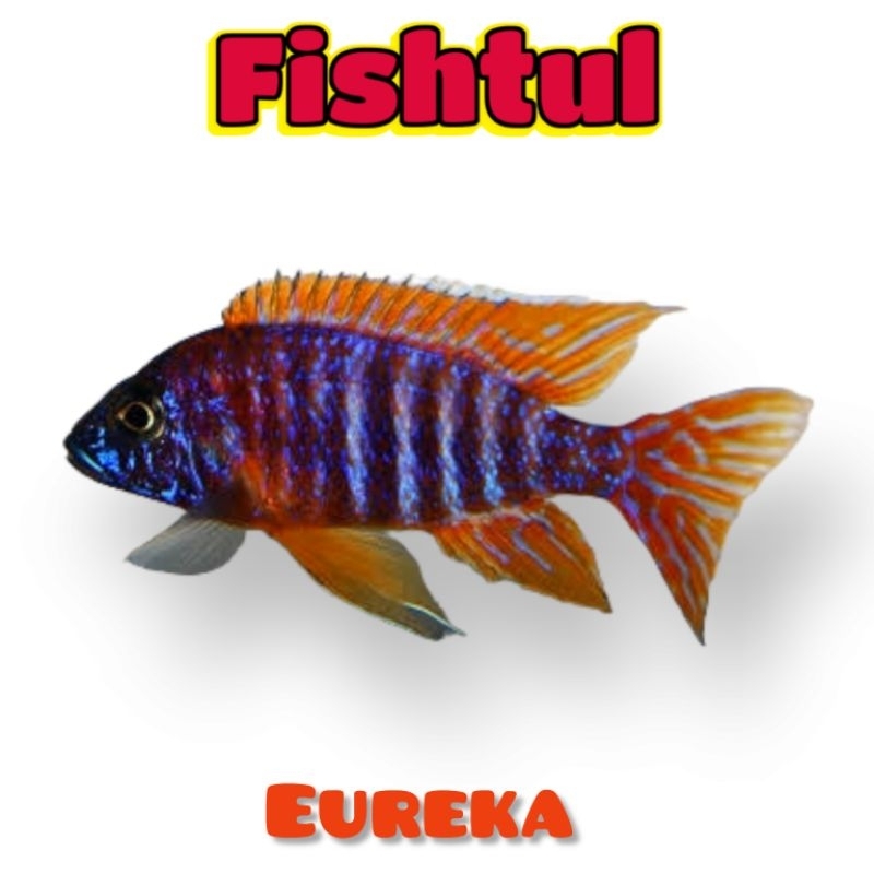 Cichlid Eureka Biasa