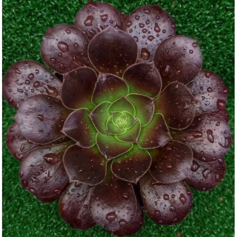 Aeonium arboreum coklat medium