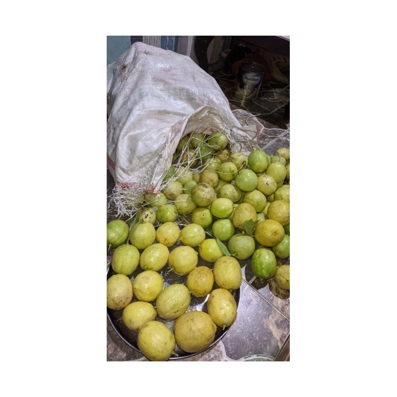 

BUAH LEMON LOKAL SEGAR(harga uyk 1kg lebih)