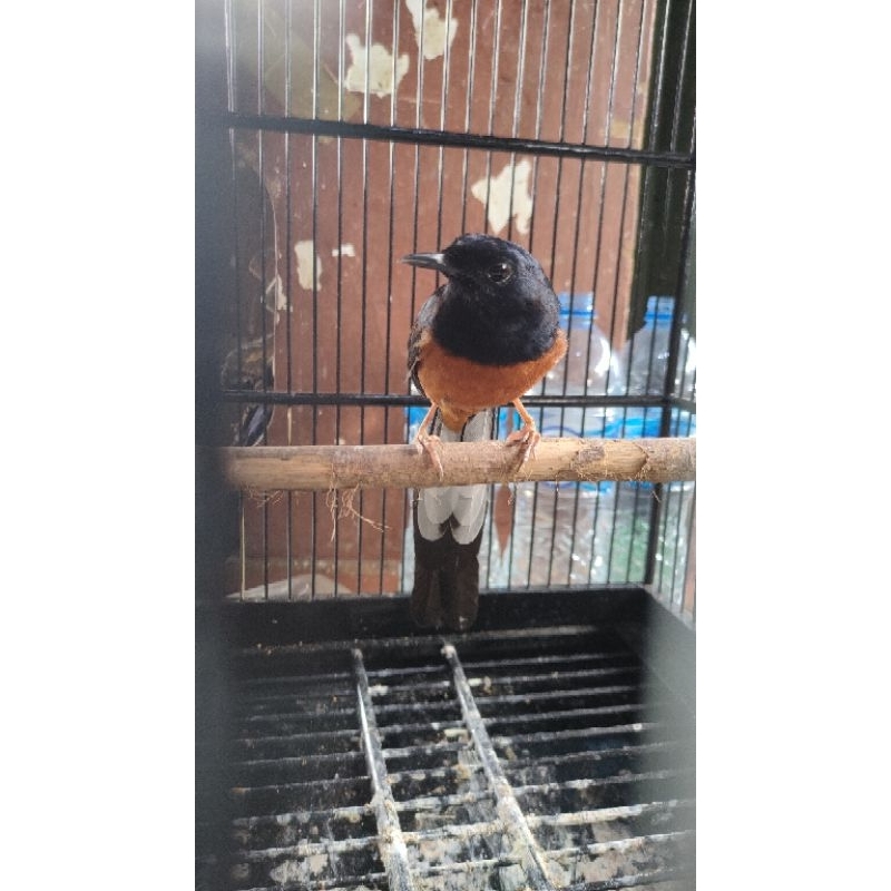 BURUNG MURAI PASTOL GACORAN JANTAN DEWASA