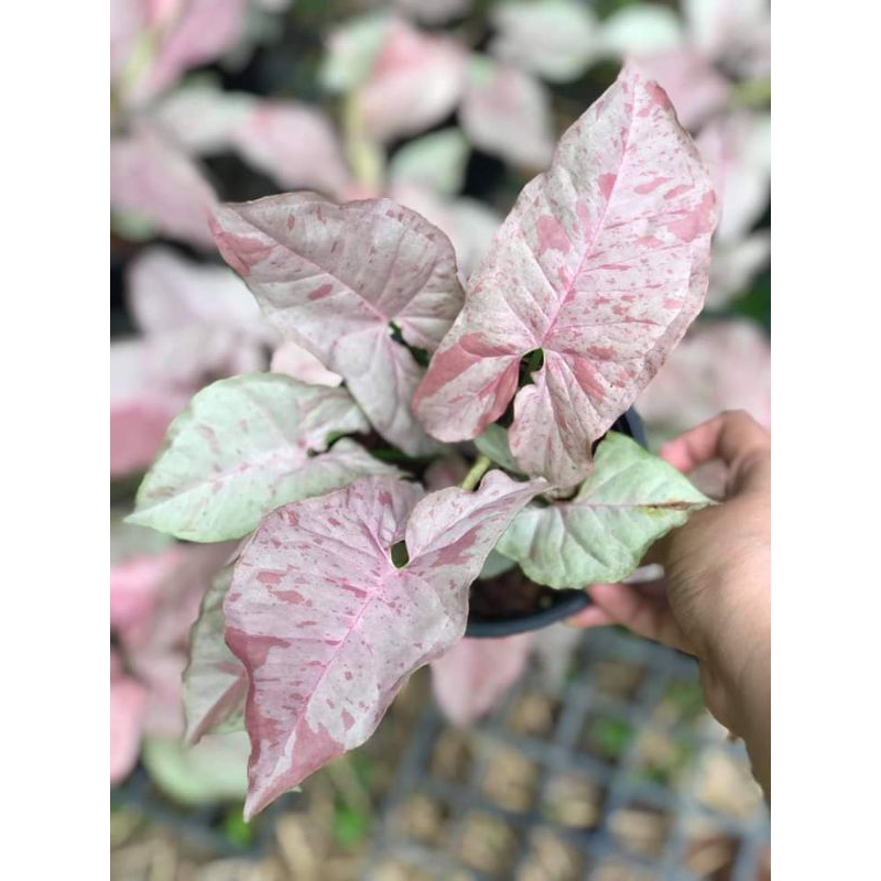 tanaman hias syngonium pink spot/syngonium pink spot
