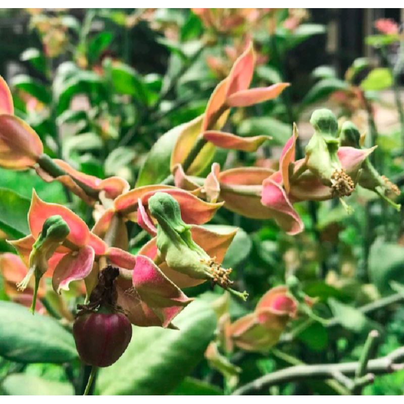 tanaman hias cucak rowo