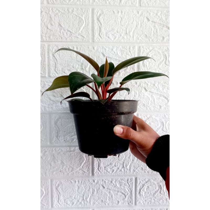 PHILODENDRON RED CARDINAL