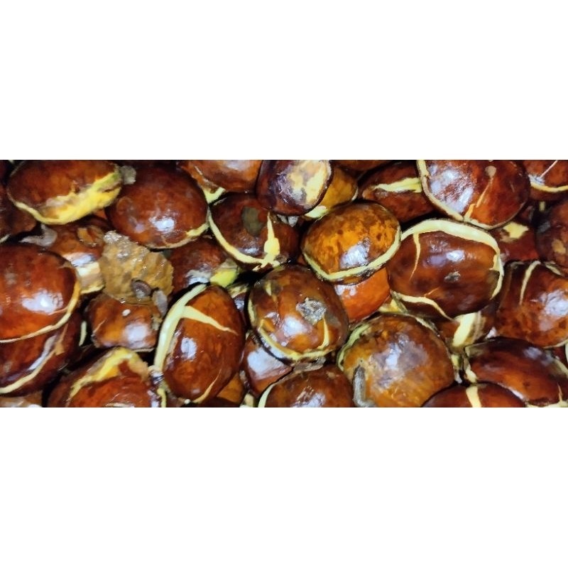 

jengkol tua