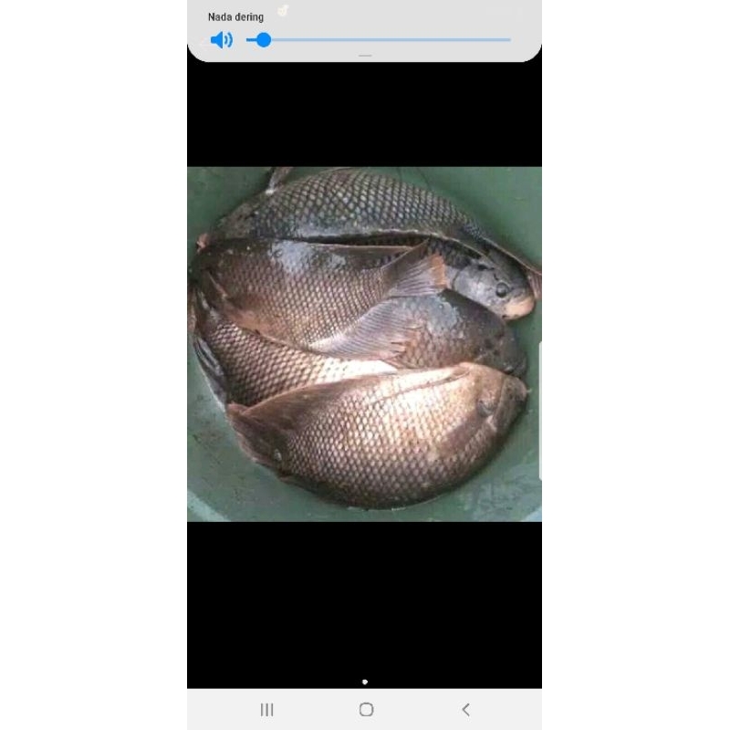 

ikan gurame dan nila