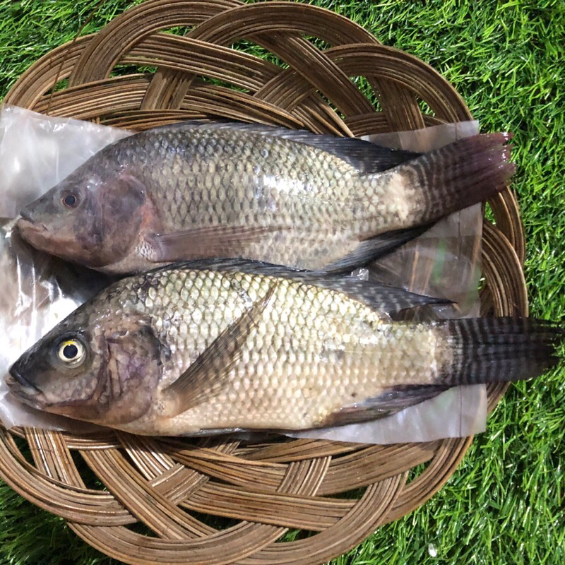 

IKAN MUJAIR ISI 500gr (kemasan menggunakan fakum)