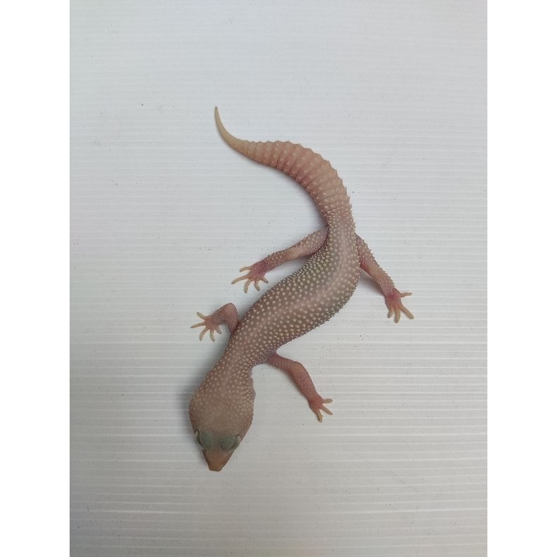 Mack Snow Diablo Blanco - Leopard Gecko