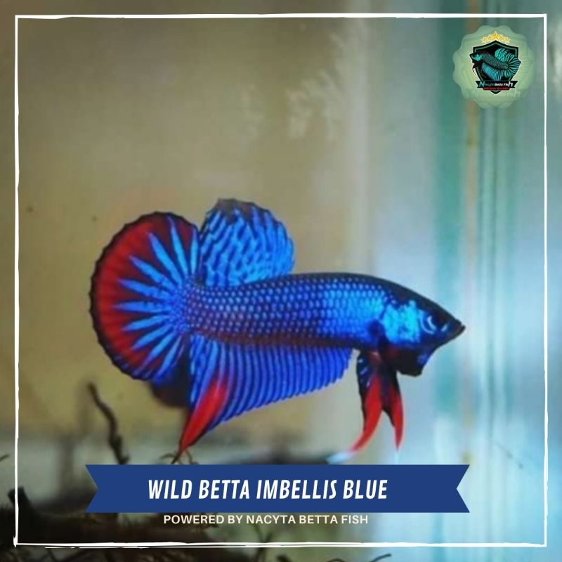 Wild Betta Imbellis blue