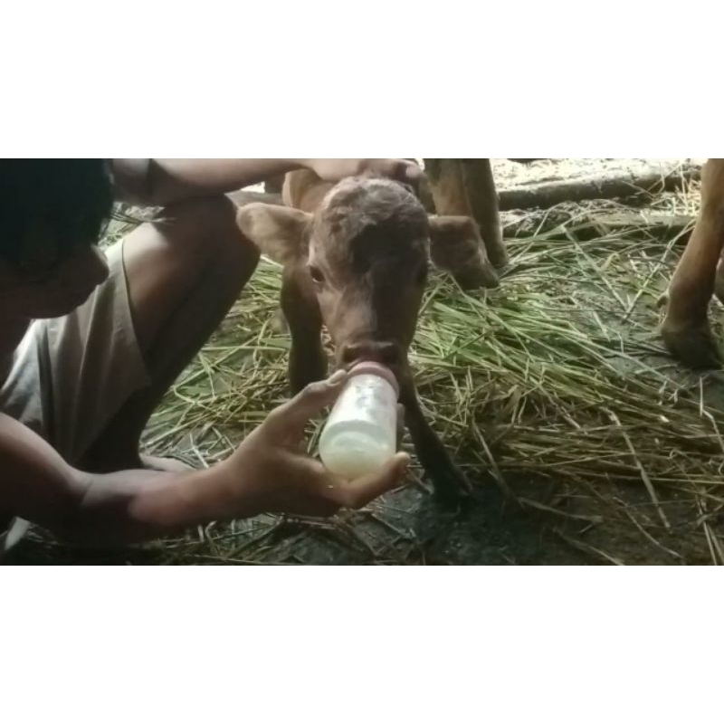 Susu Skim Termurah Susu Pengganti Indukan kambing Kucing Anjing Sapi Susu Ternak Shaestore15