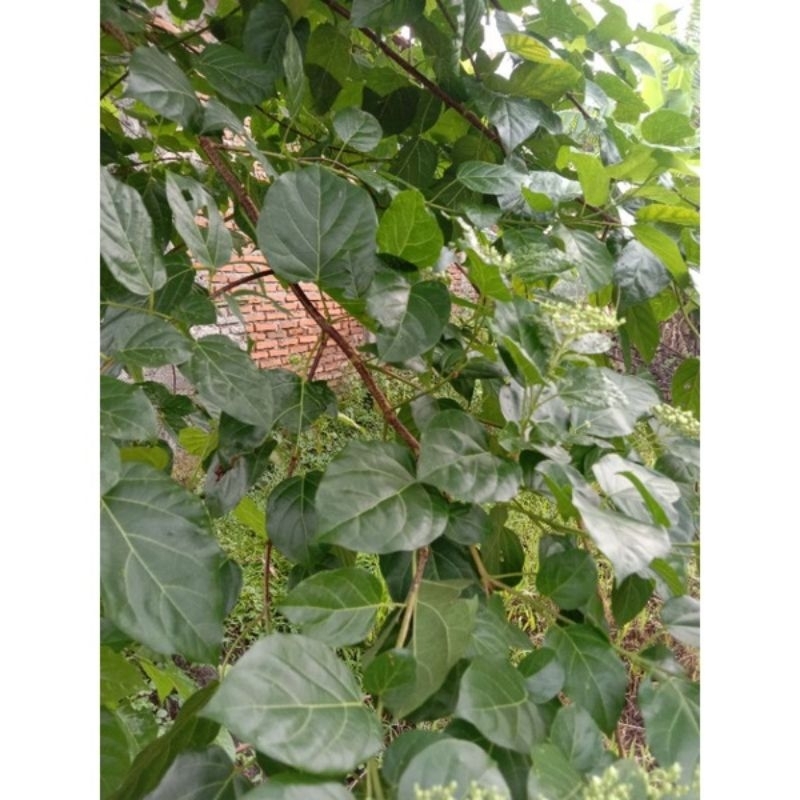 

Daun Singkil/Buas buas Segar Di petik dadakan 300gram