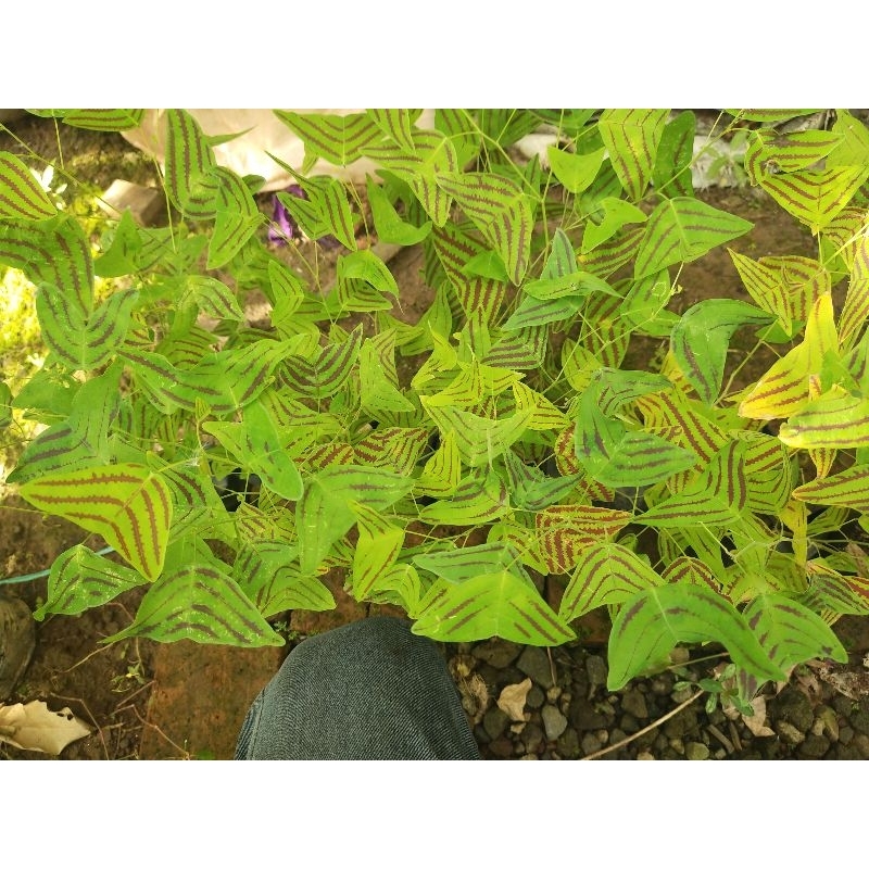 oxalis batik hijau