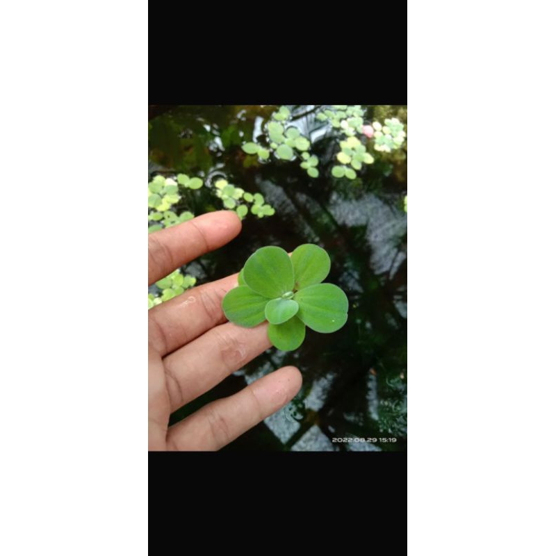 TANAMAN AQUASCAPE~APU APU MINI~TANAMAN AIR~HIASAN  KOLAM