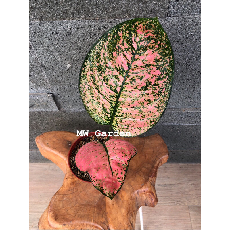 Aglaonema Ruby Kura (orderan kak Marta)