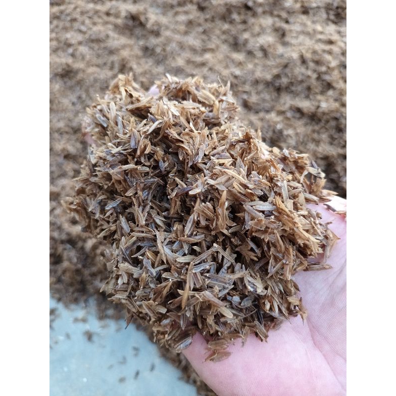 Media tanam Aglaonema