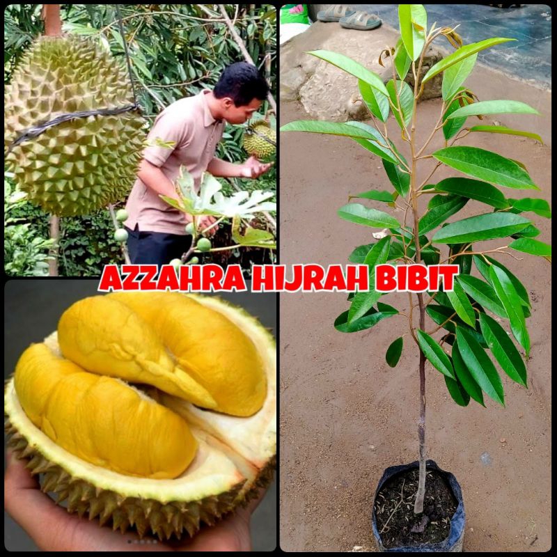bibit tanaman durian musangking 1 meter