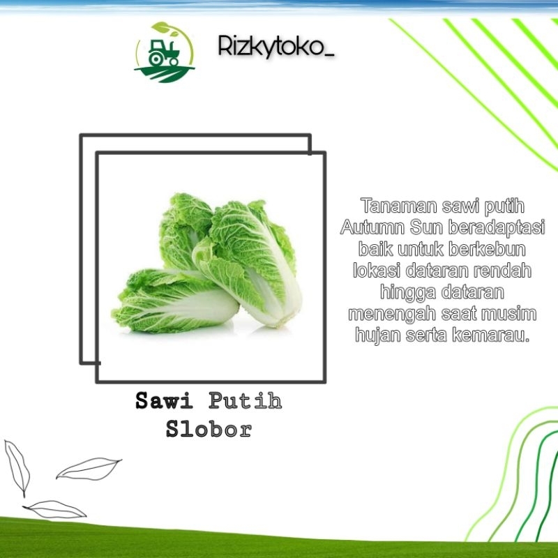 Benih SAWI Putih Dataran Rendah 10 seed repack known you