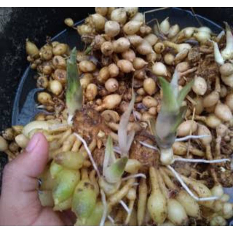 

Kunyit Putih Segar, Kunyit Putih untuk kanker, Kunyit putih asli 1Kg