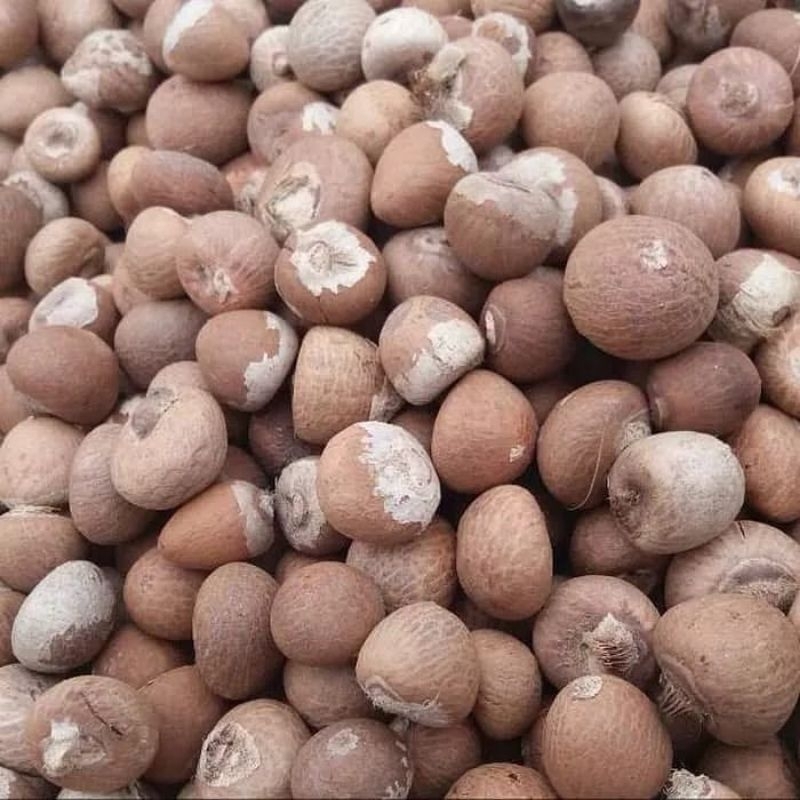 

1 kg Pinang bulat kering, produk sumatra barat grade AAA