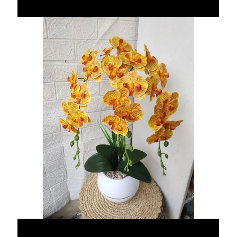 anggrek bulan kuning kombinasi spike