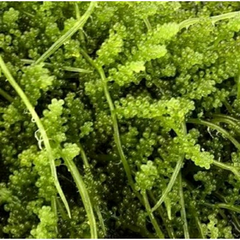 Anggur laut/latoh (250gr)