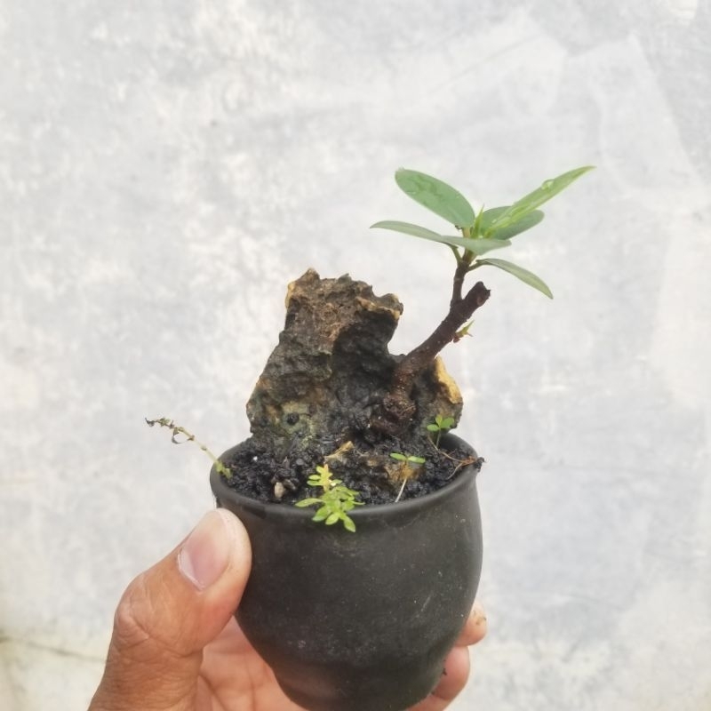 Bahan bonsai beringin dolar