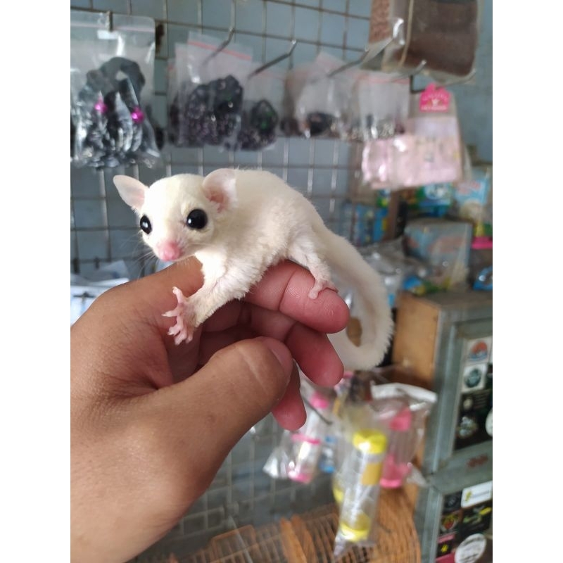 sg leucistic