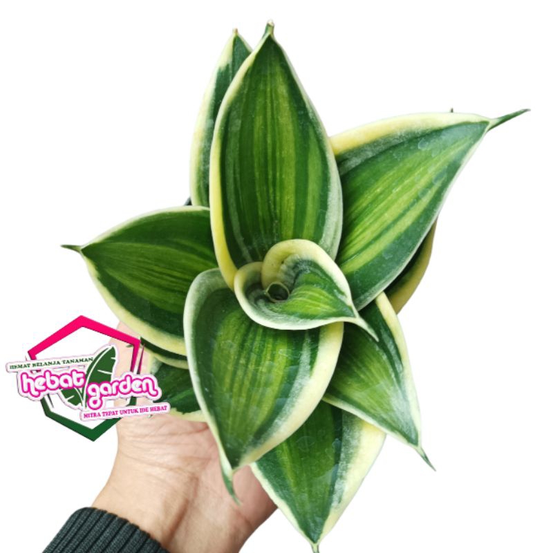 sensivera pagoda varigata - sansevieria trifasciata variegata