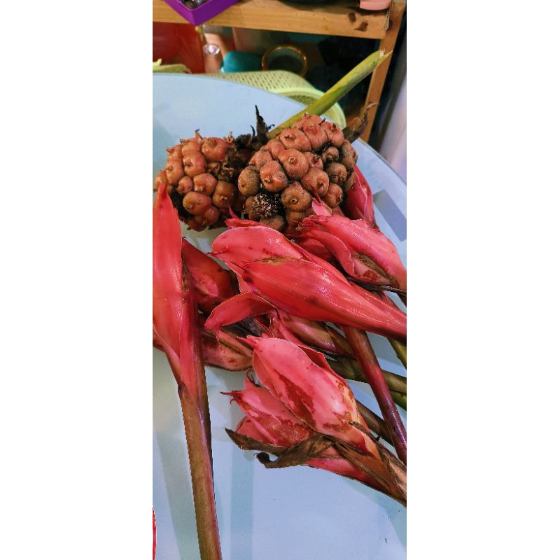 

Kecombrang / Rombeh / bunga honje