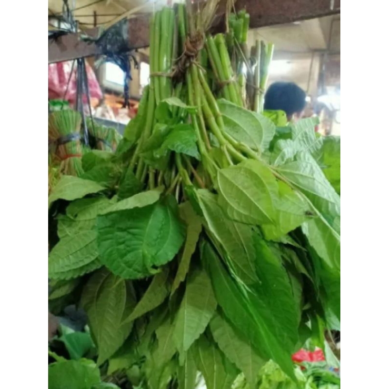 

1ikat lalapan pohpohan muda segar di petik saat di order dijamin fresh