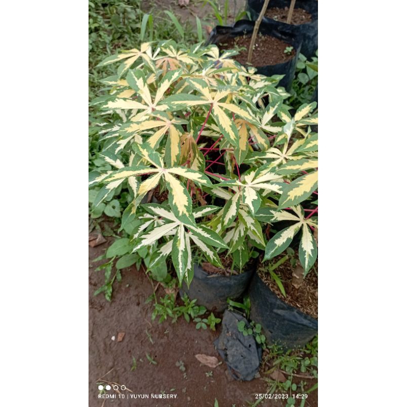 bibit singkong keju varigata