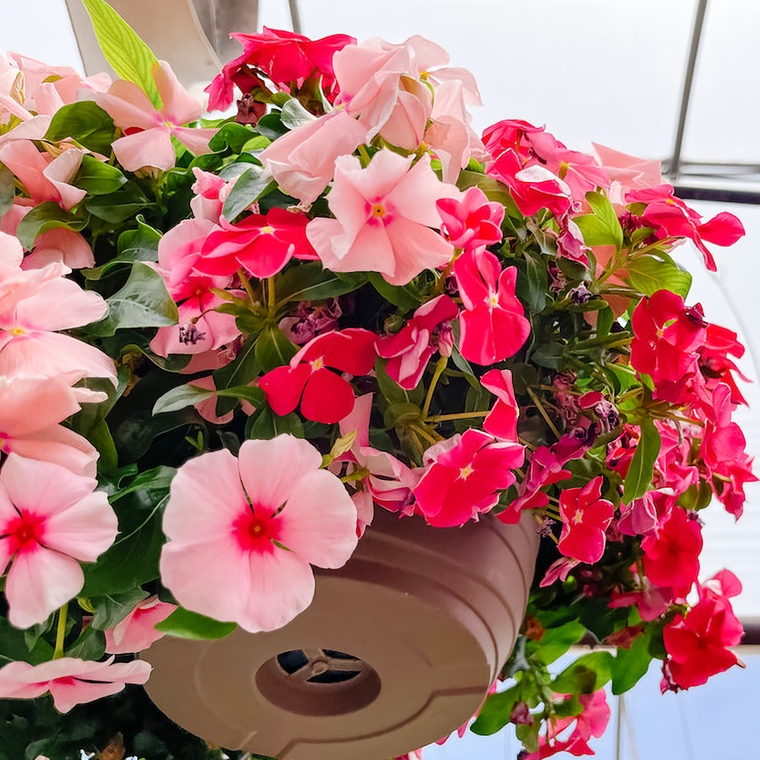 Benih Biji Bunga Vinca Juntai Gantung Banyak Warna