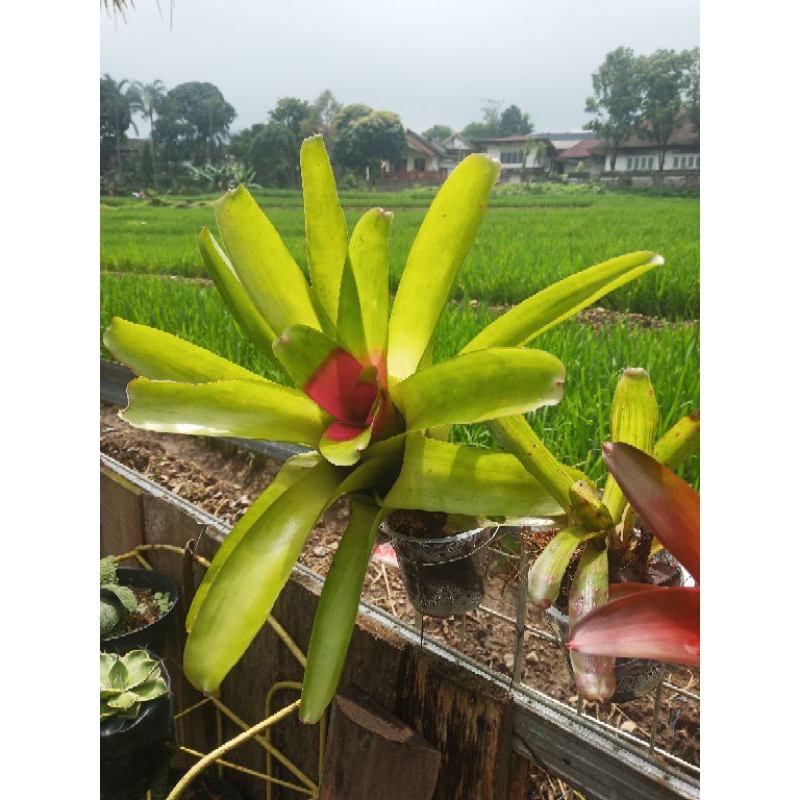 BROMELIA HIJAU Tengah Merah