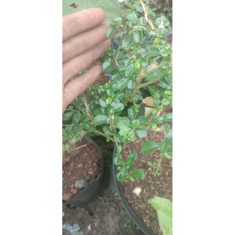 Bahan stek hokianti mikro / hokiantea buah