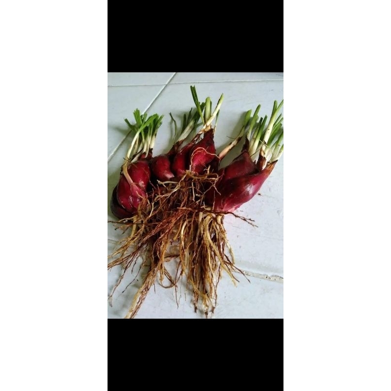 

Bawang Dayak/ Bawang Sabrang