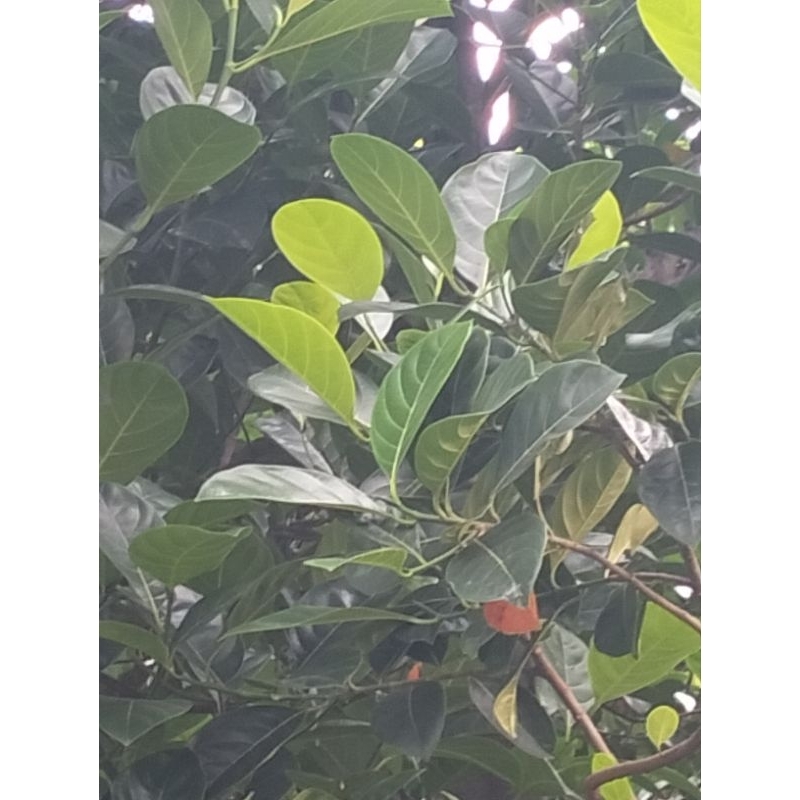 

daun nangka segar dan kering stok tersedia harga sama