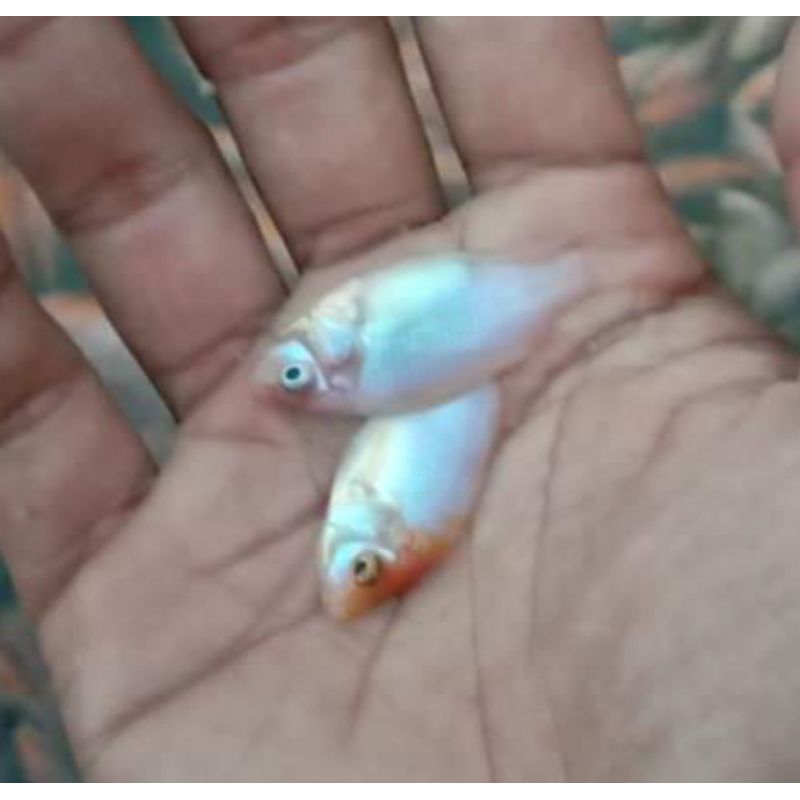 benih nila merah monosexpaketan