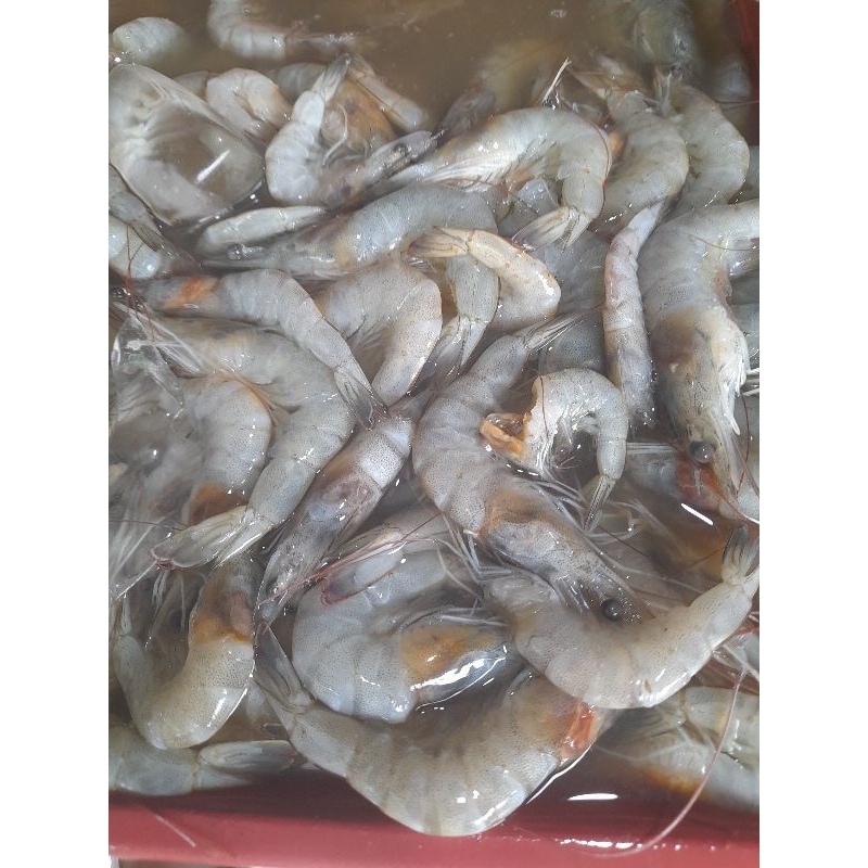 

udang kecil segar250gr