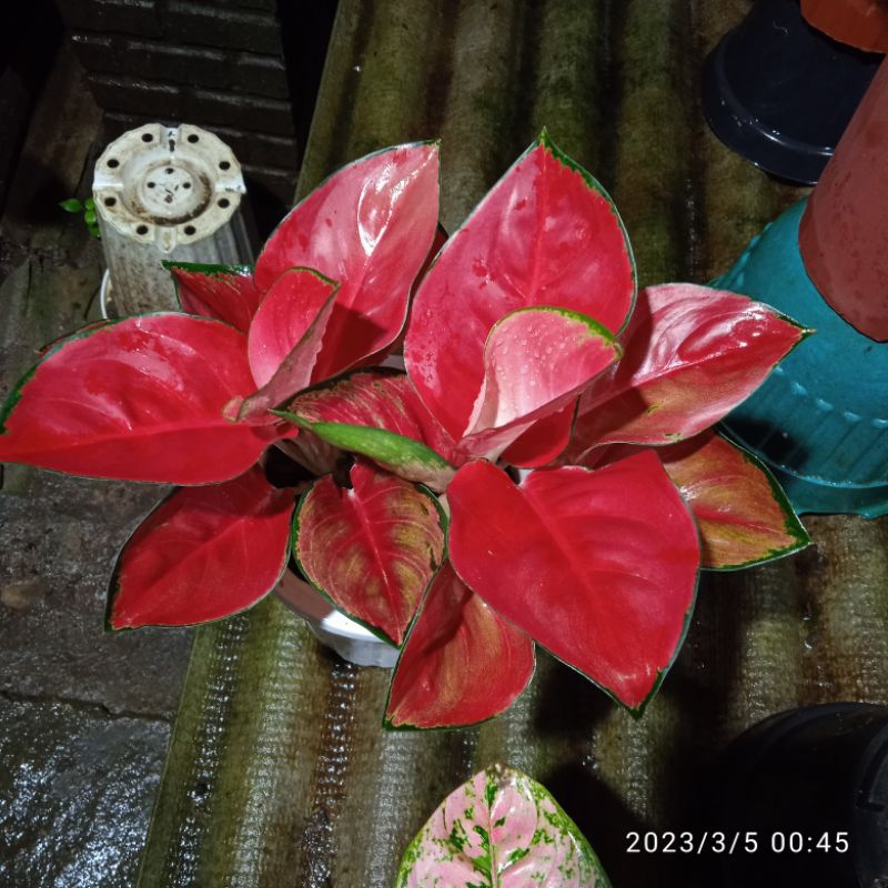 Aglonema Suksom Pelangi R2
