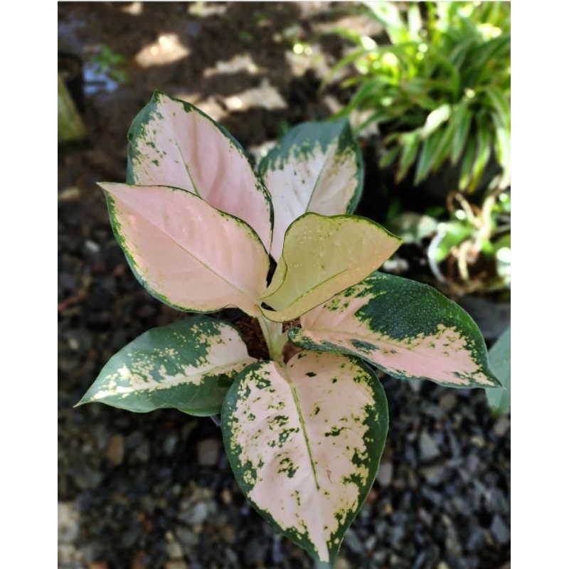 tanaman hias aglonema aglaonema kochin sutra - aglonema merah - bunga aglonema kochin sutra