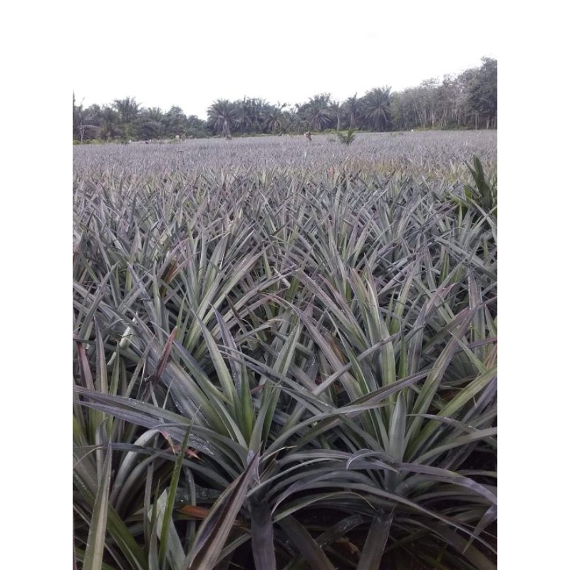 

Daun Nanas segar Langsung petik