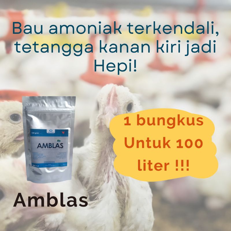 Bubuk penghilang bau amoniak atau amonia kandang ayam, Kambing, sapi, dan pengering sekam-AMBLAS