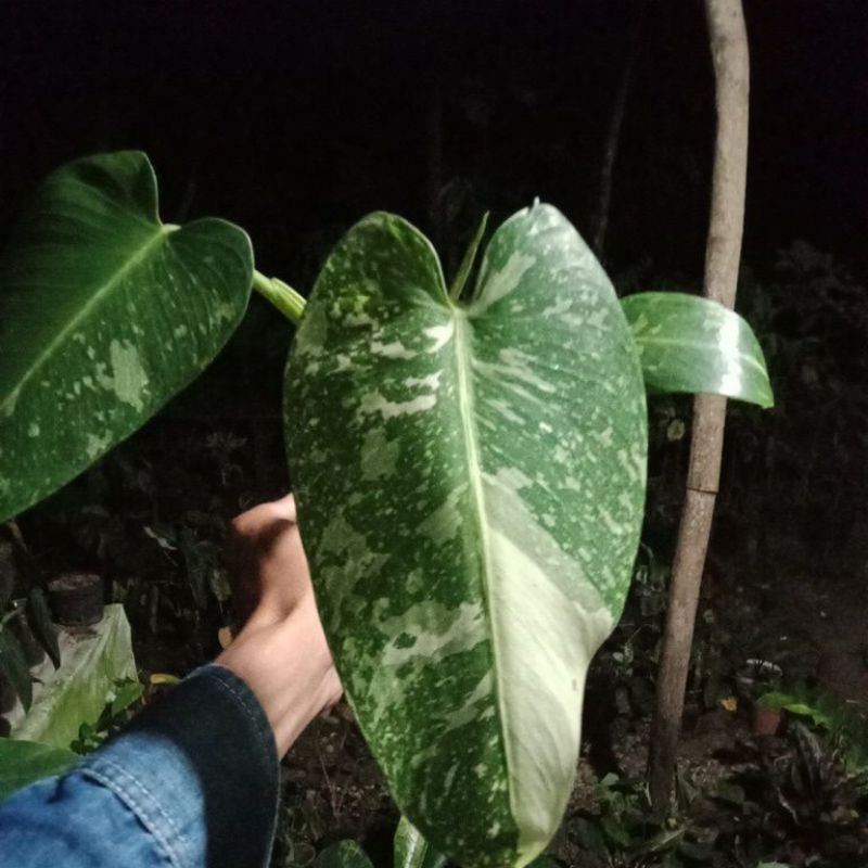 philodendron josebuono gede