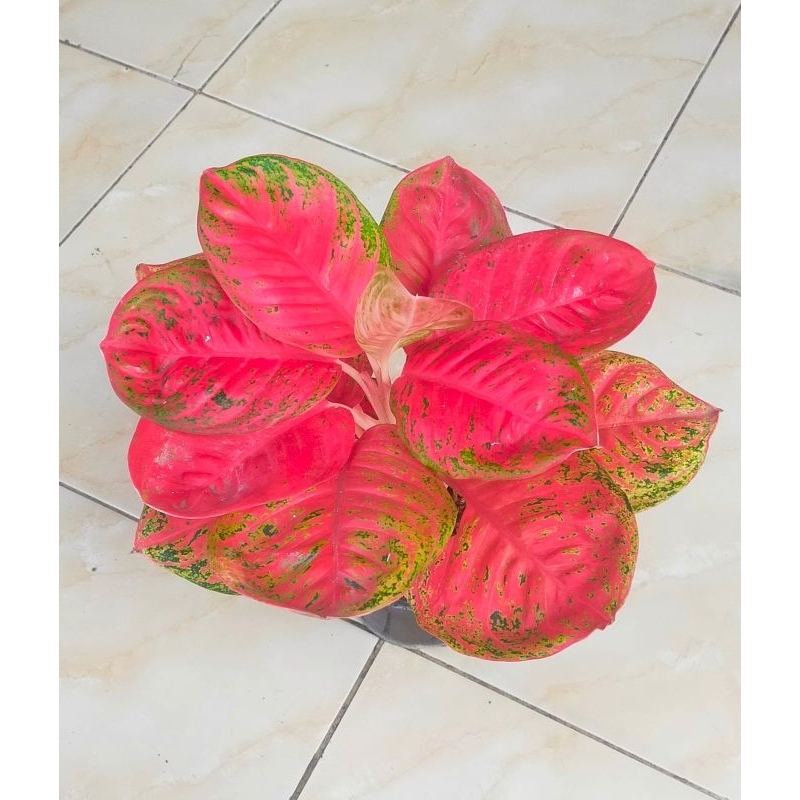 aglaonema wulandari