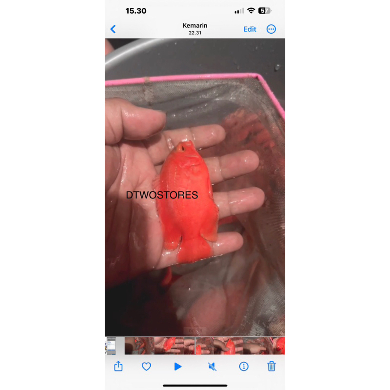 OSCAR PARIS RED CHILLI 6-7cm