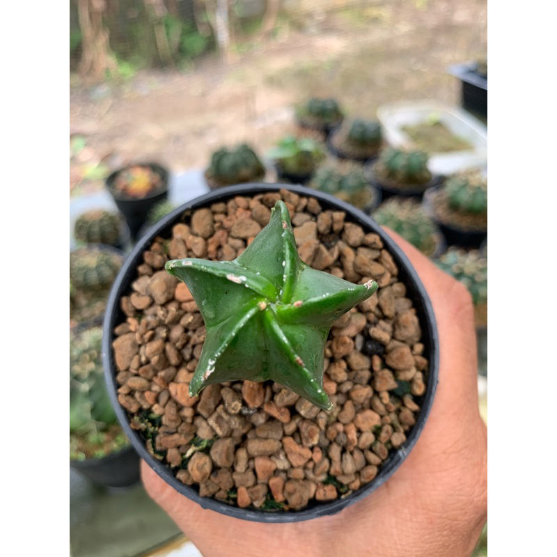 astrophytum myriostigma