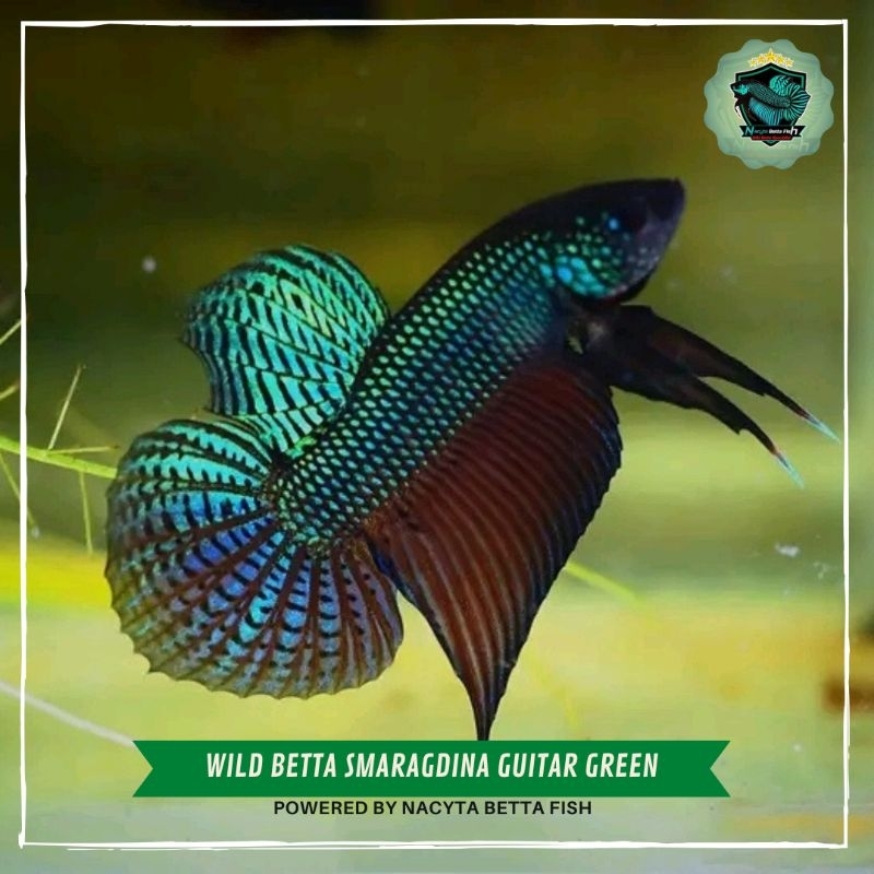 Wild Betta Smaragdina Guitar Green