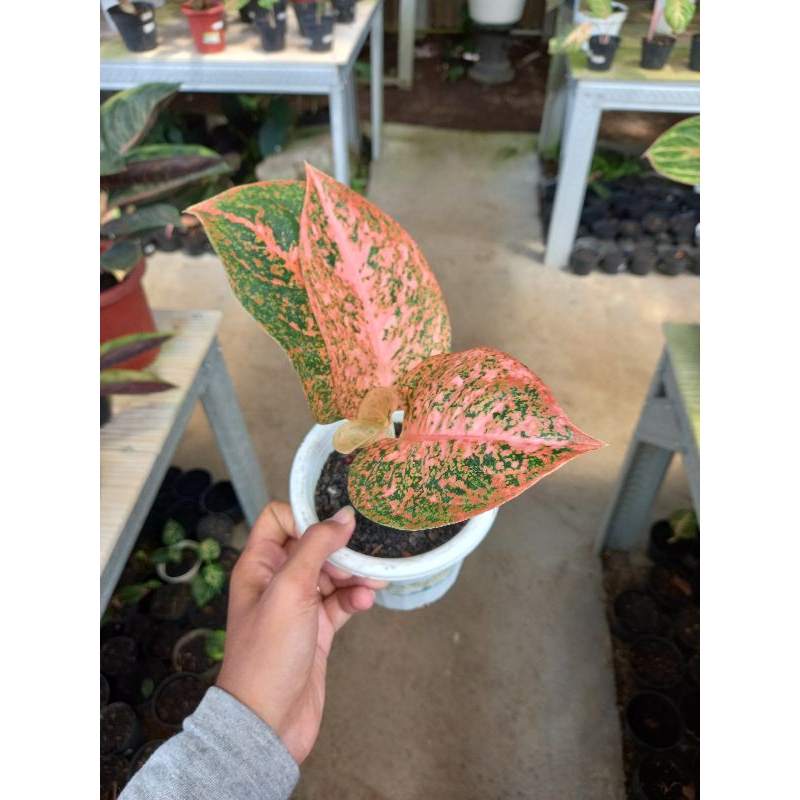 aglonema stardust orange / stardas orange murah sesuai foto