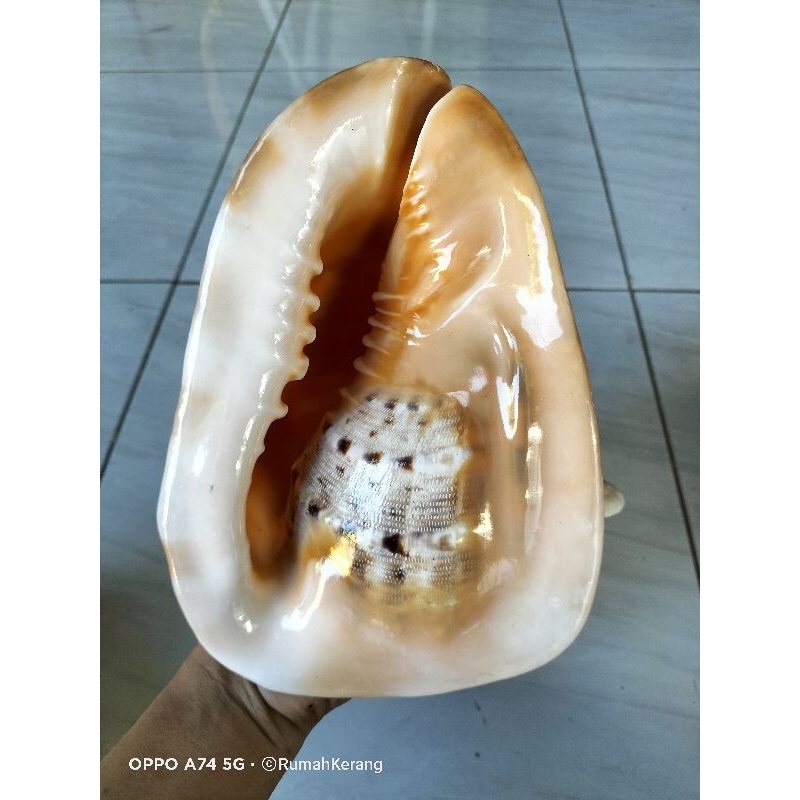 CANGKANG KERANG BESAR JUMBO